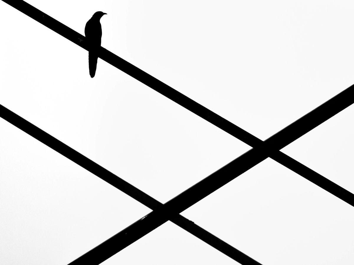 Koncz-Bisztricz Tamás