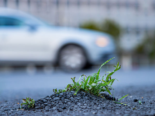 Az élet, utat tör magának