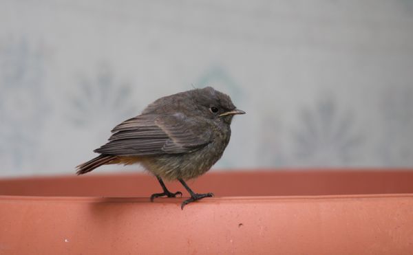 Kis rozsdafarkú a nagyvilágban