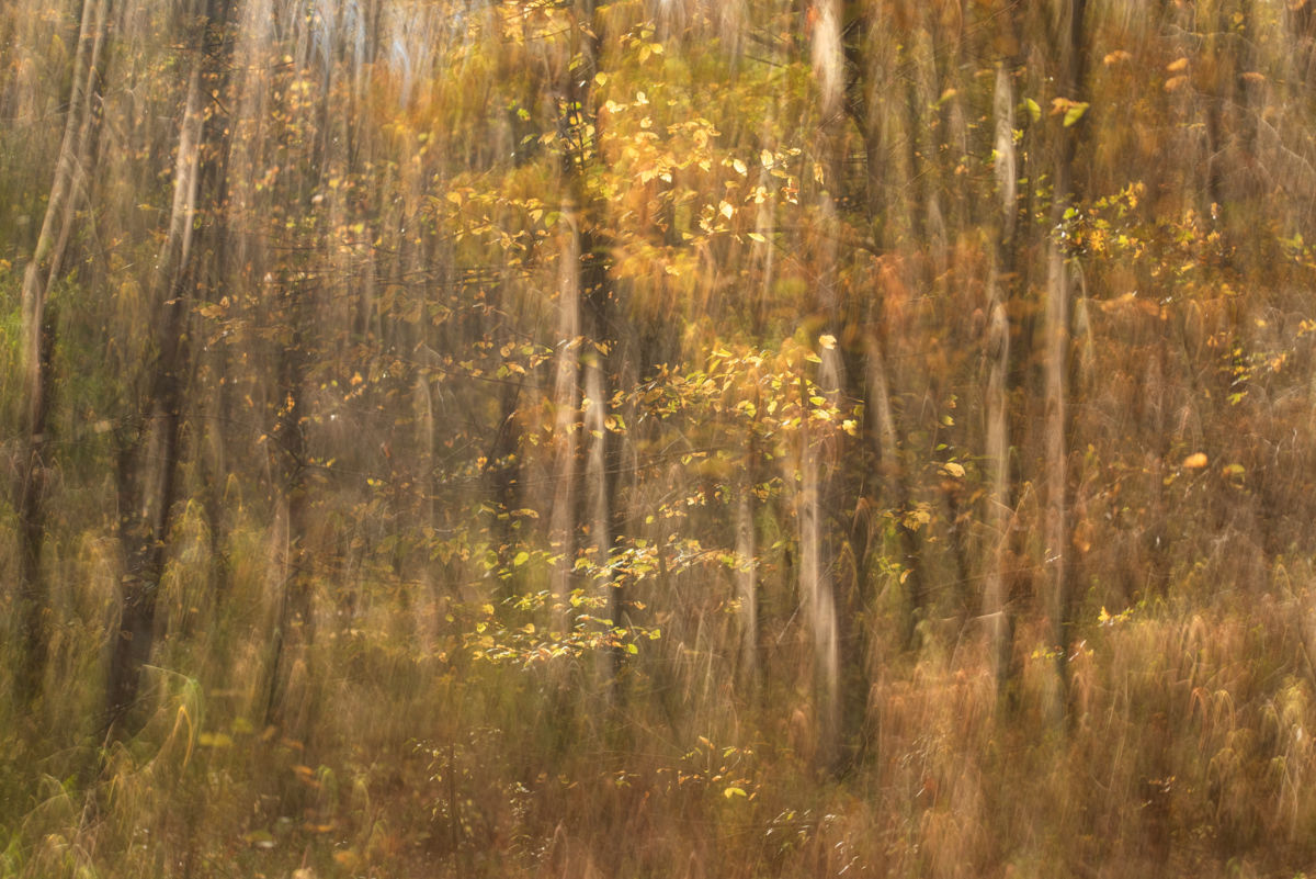 Darányiné Bakos Éva