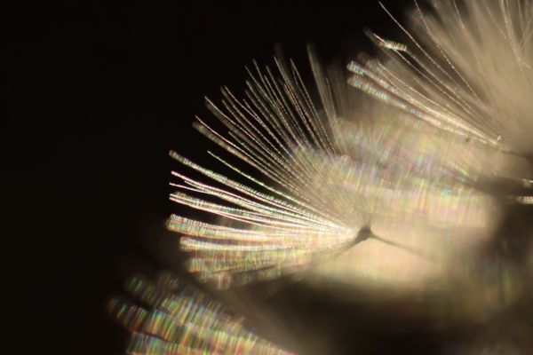 A természet csillámló pomponjai