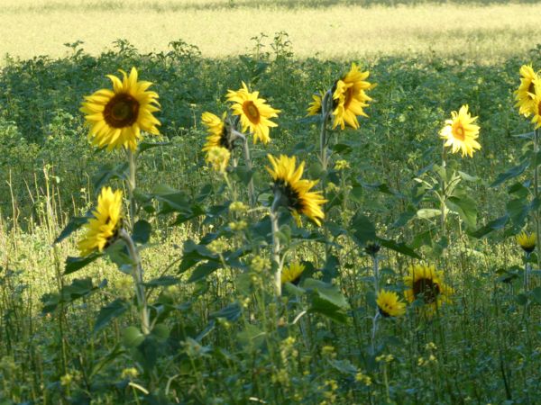 Merre is forduljak ?