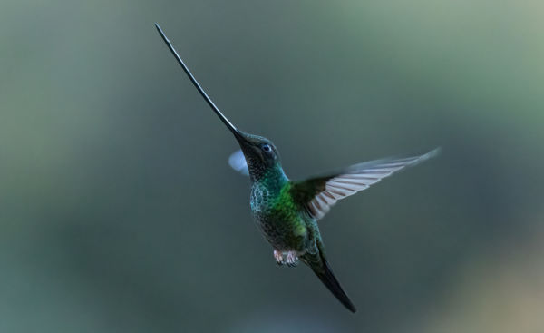 A Lebegés Virtuóza