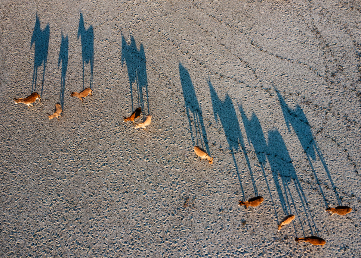 Szakolczai Krisztina