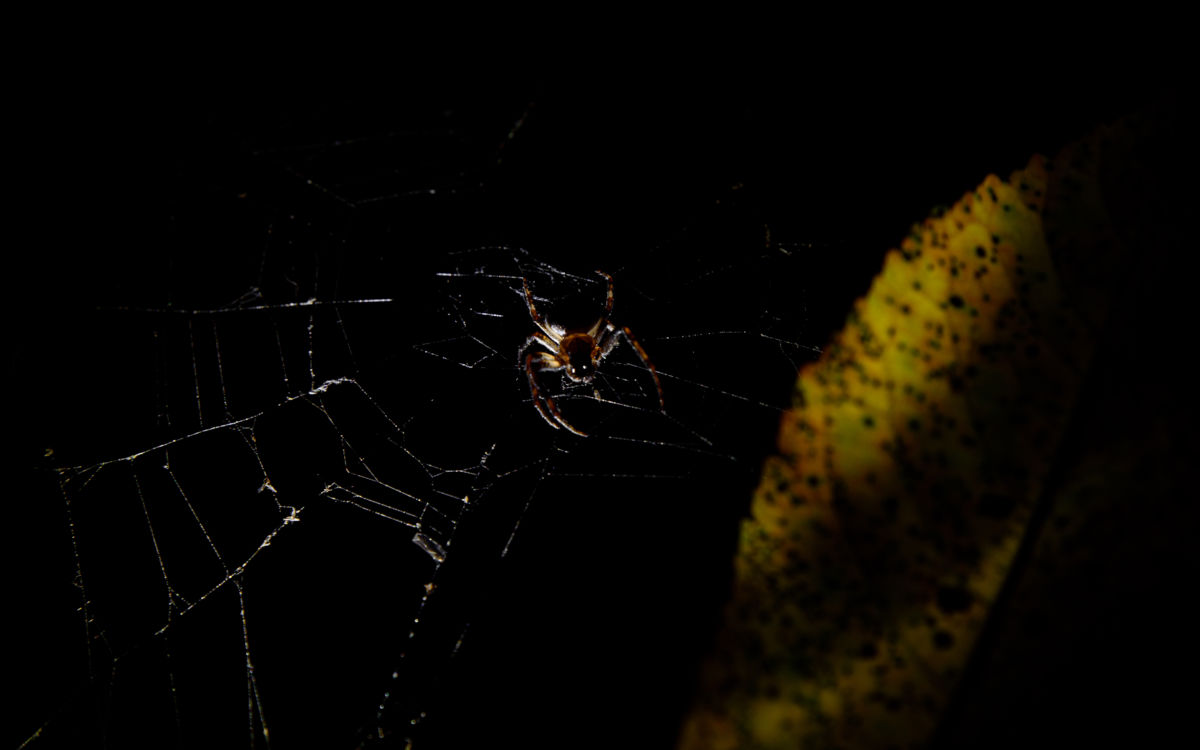 Benke Péter Valentin