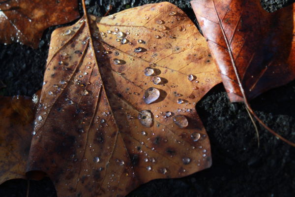 Az ősz könnyekbe zárva
