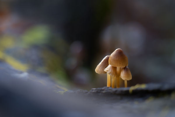 Csoportkép kalapban