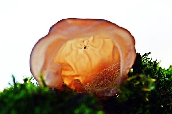 Júdásfülbe mászó