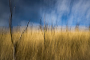 Rét kiszáradt fákkal