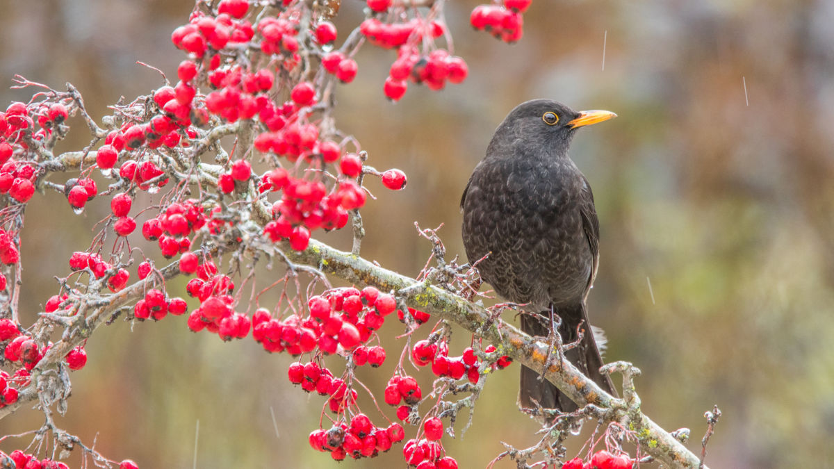 Koncz-Bisztricz Tamás