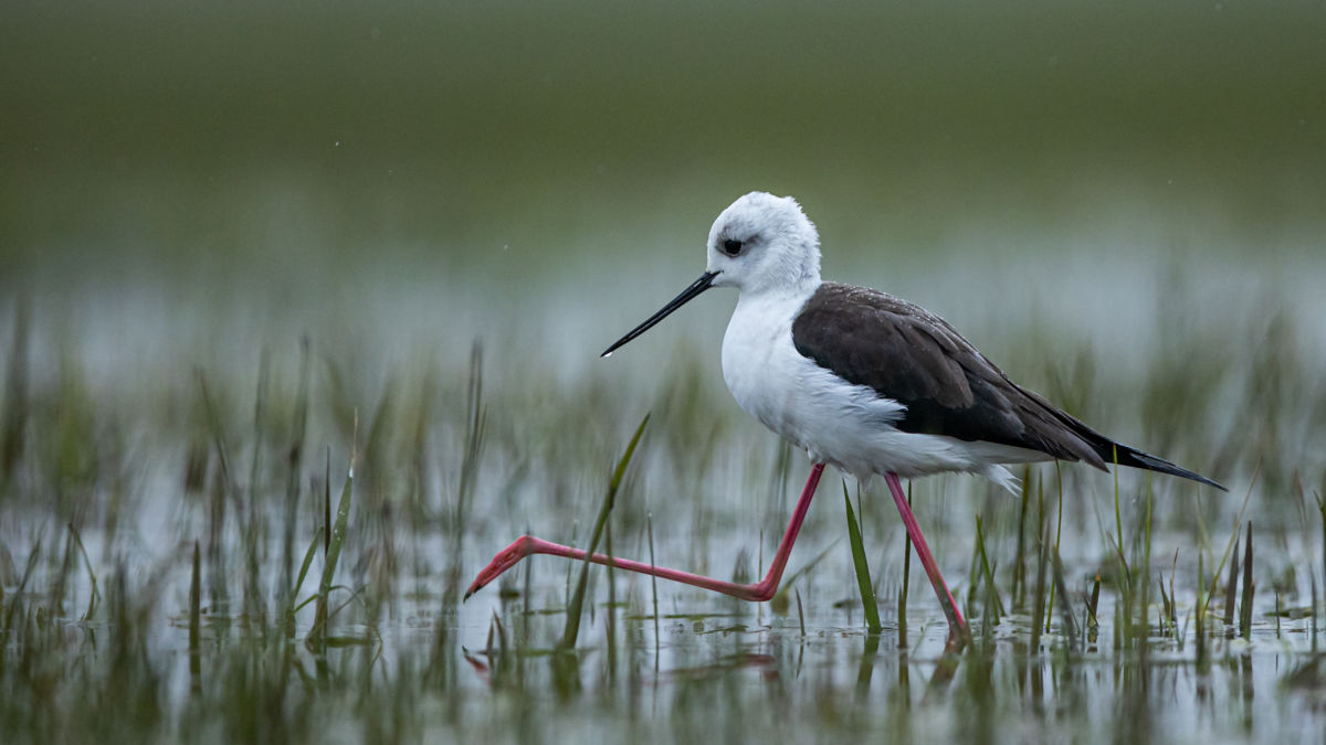 Gyenti-Kálvin Kinga