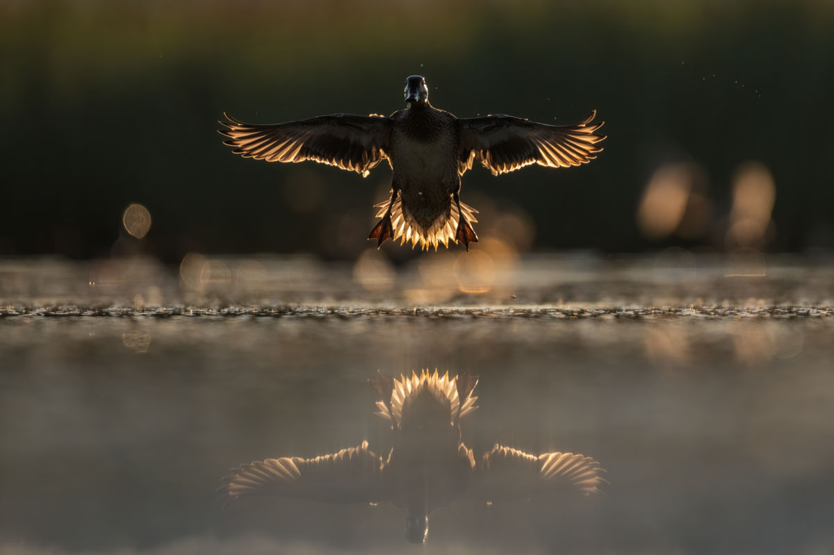 Szakolczai Krisztina