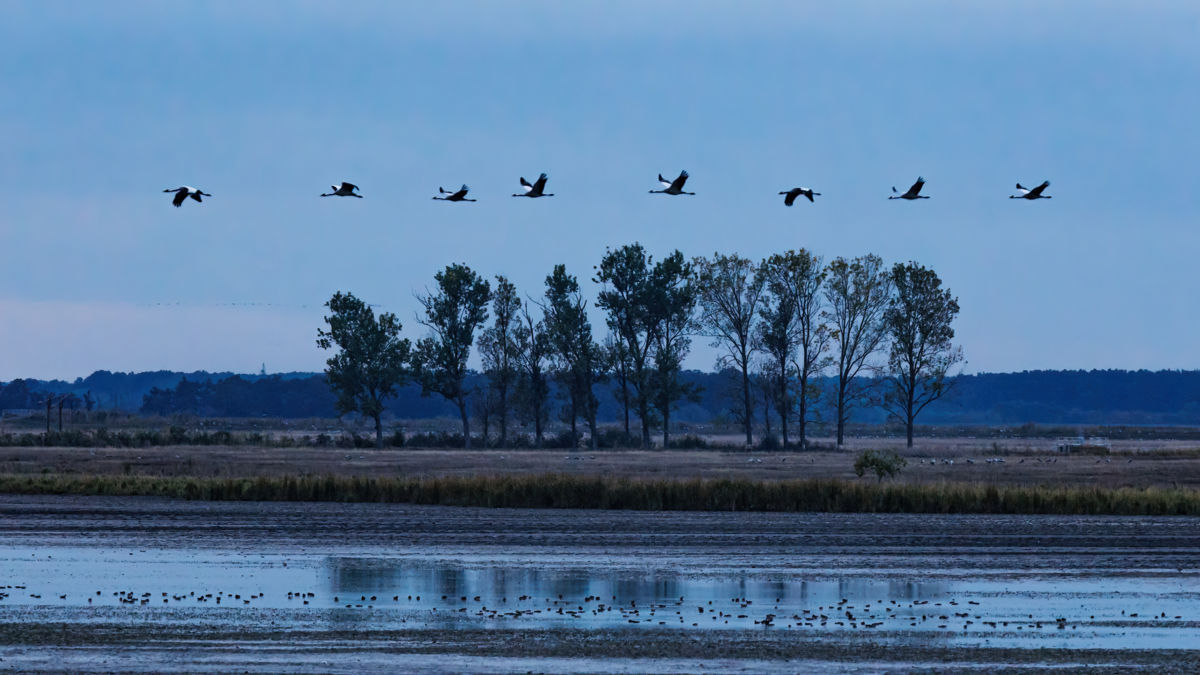 Gyenti-Kálvin Kinga