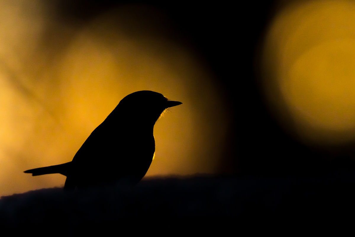 Koncz-Bisztricz Tamás