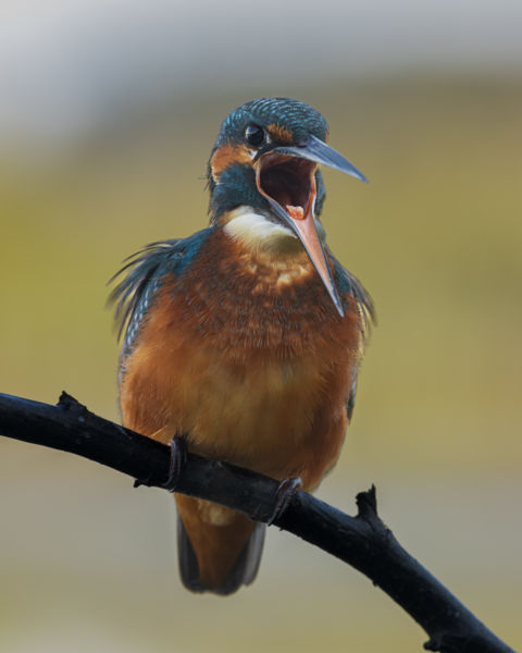 ...és csak mondja, és mondja... 