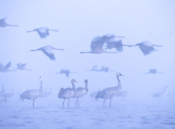 Az Életre Kelt Festmény