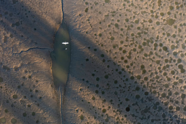 Kócsagok a kiszáradó tónál