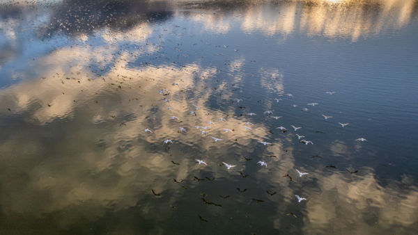 Sirályok a tó felett