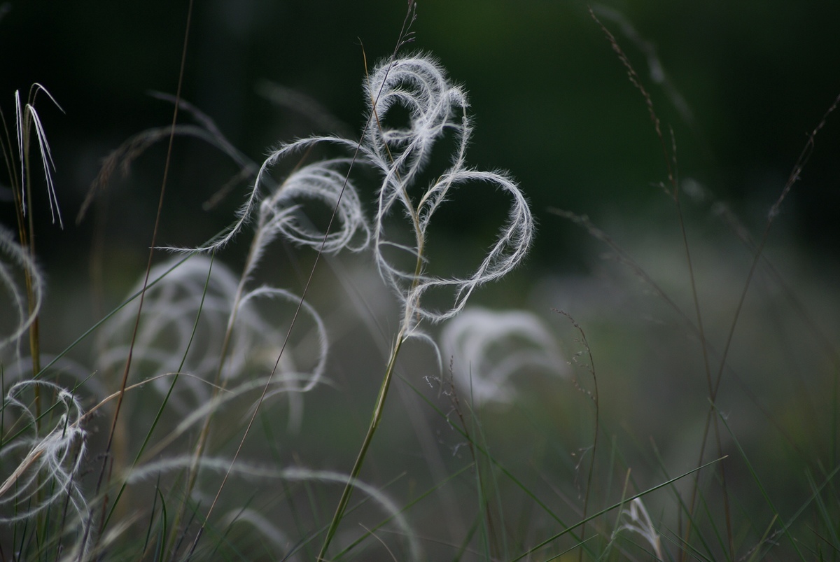 Laczkó-Magyar György