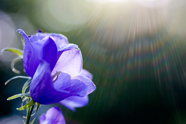 Campanula persicifolia fényözönben