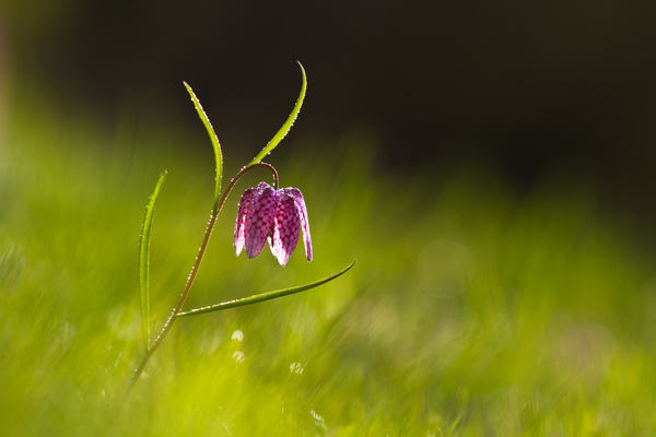 egy kockásliliom hajnala