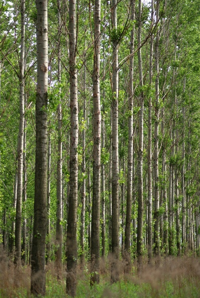 Tavaszi orgonasípok