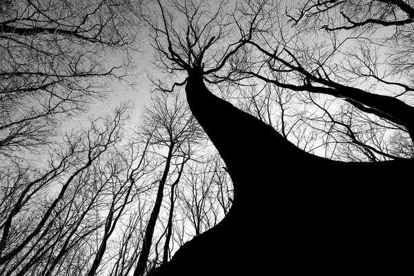 A király árnyékában