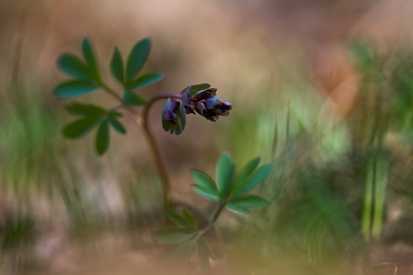 A természet festette