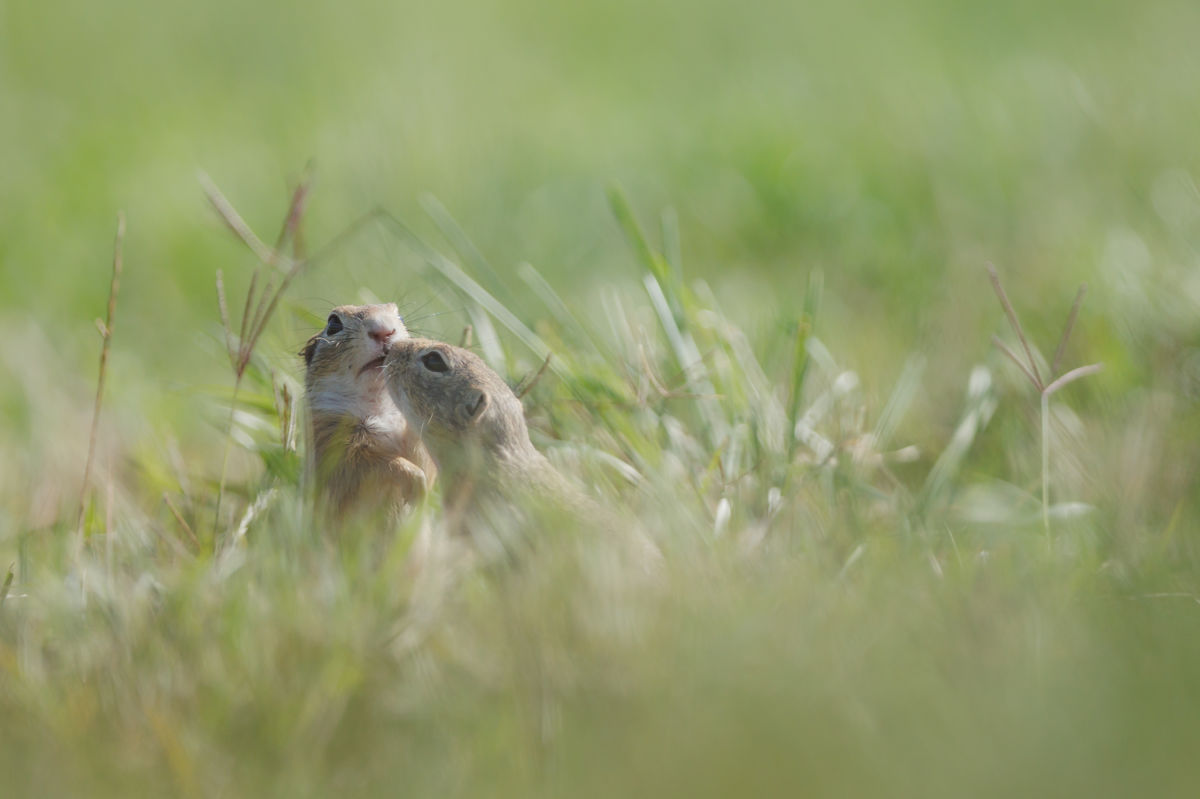 Gyenti-Kálvin Kinga