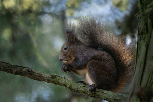 Mókuska, mókuska, felmászott a fára