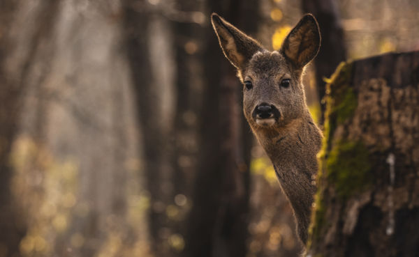 Látom, hogy itt vagy