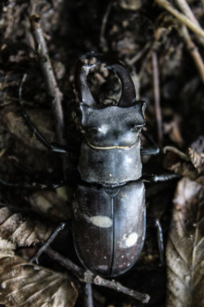 Lucanus az óriás