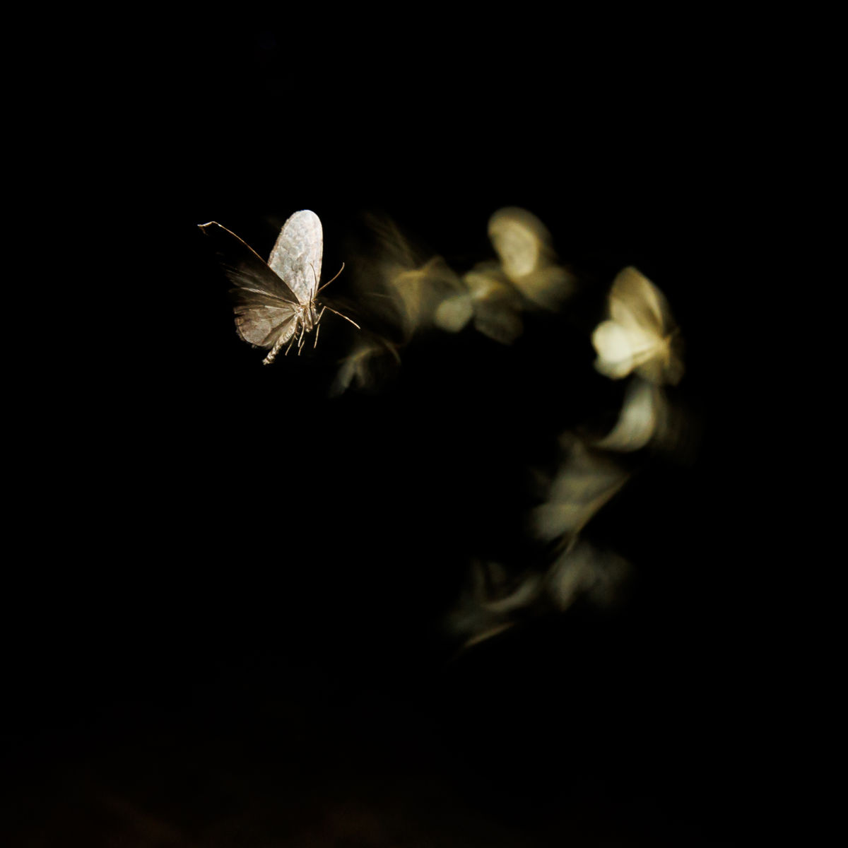 Gyenti-Kálvin Kinga