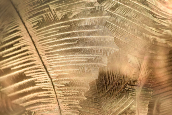 Halszálkás jéglevél