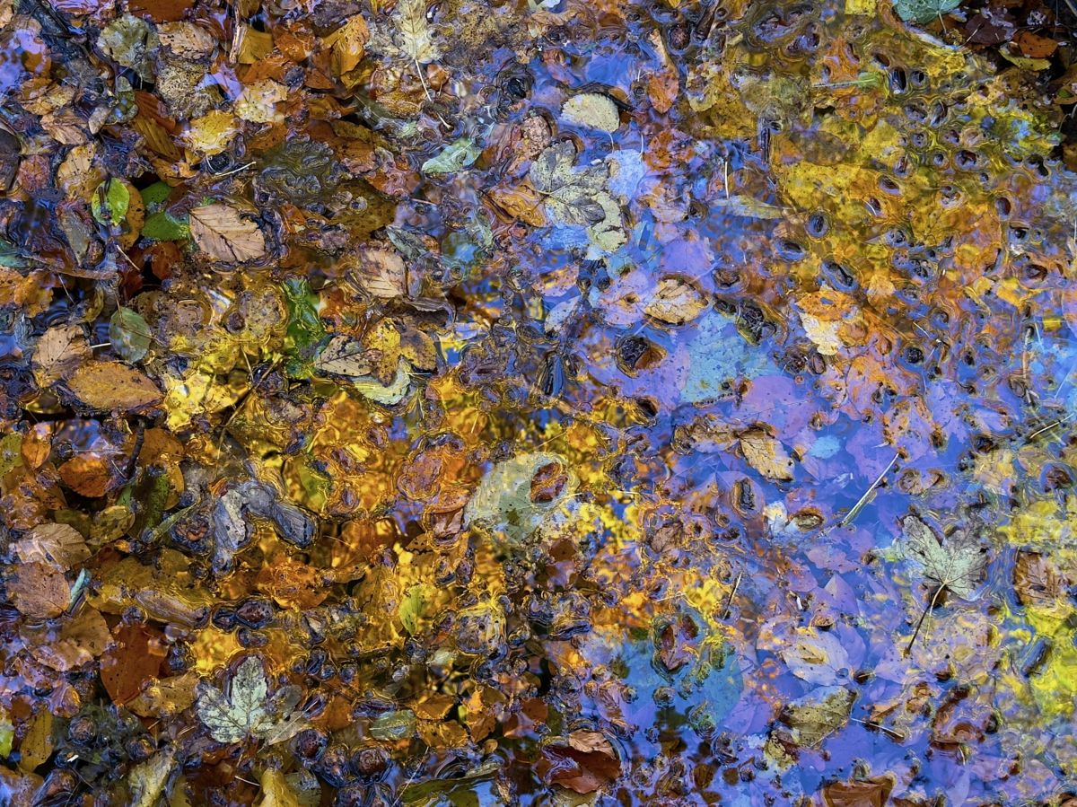 Presztolánszky Ágnes