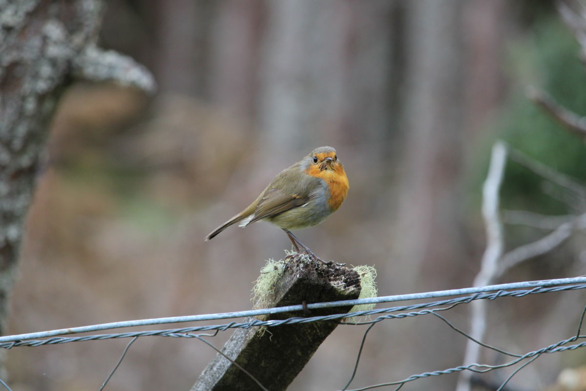 Seres Ádám Zoltán