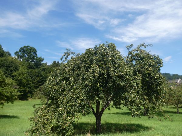 Mázsányi édes teher