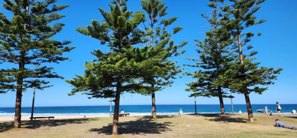 Angol fenyők ausztrál földön