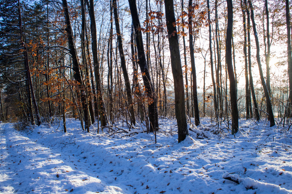 Germán Szilveszter Tibor