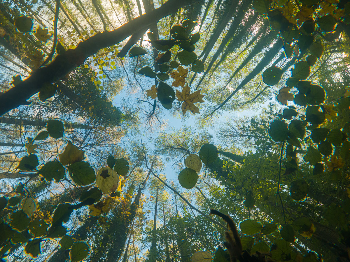 Benke Péter Valentin