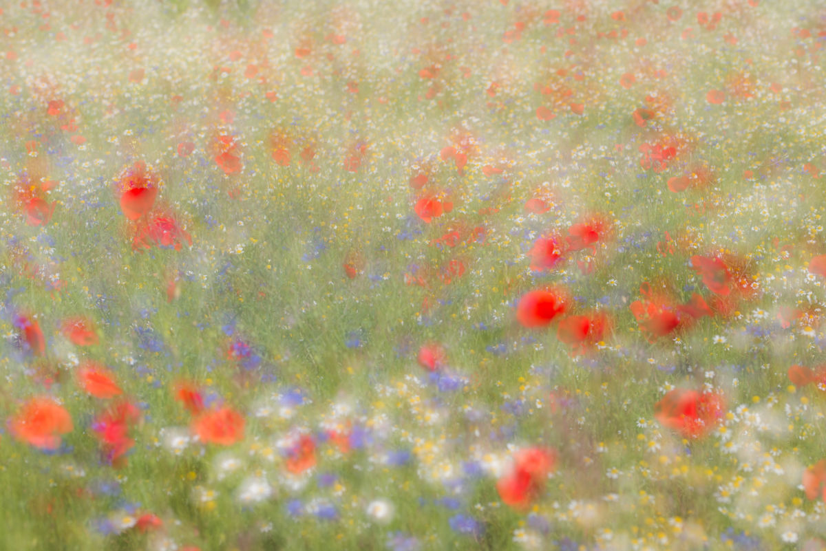 Darányiné Bakos Éva