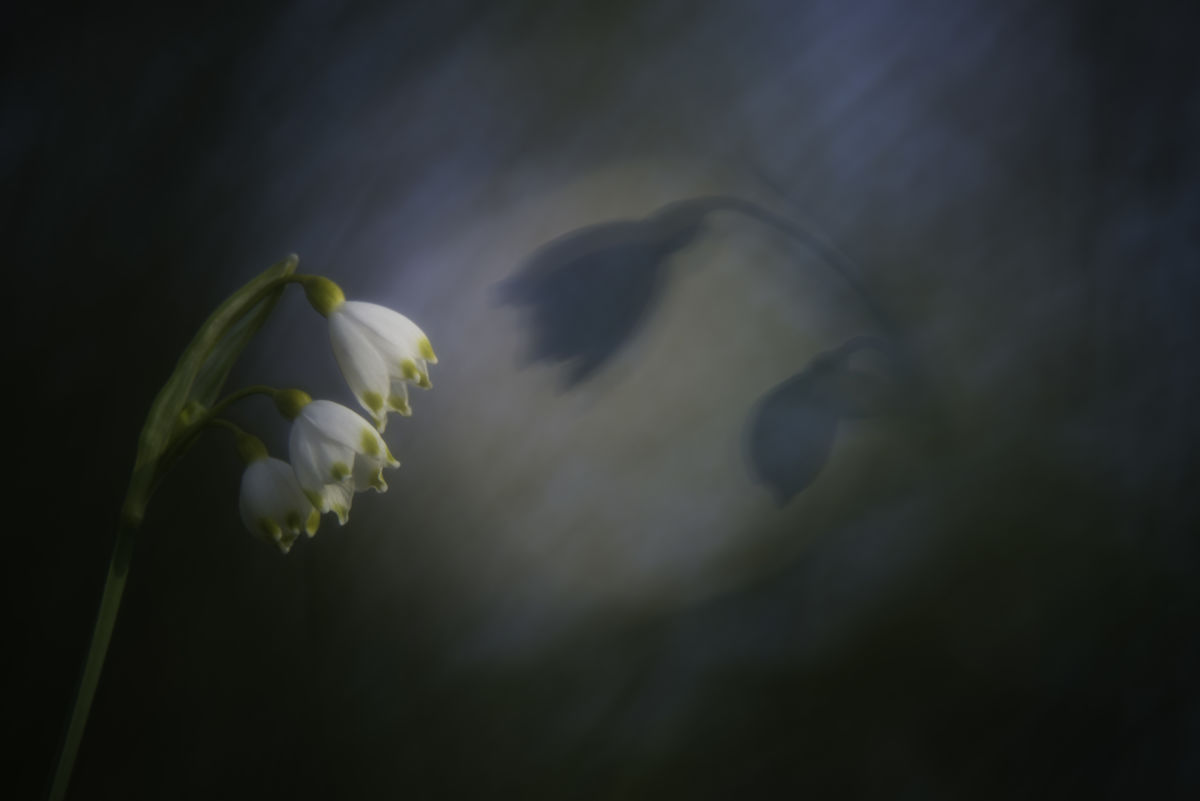 Darányiné Bakos Éva