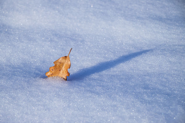 Magányos őszi hírnök