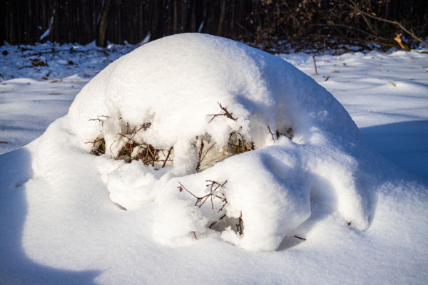 A buckalakó otthona