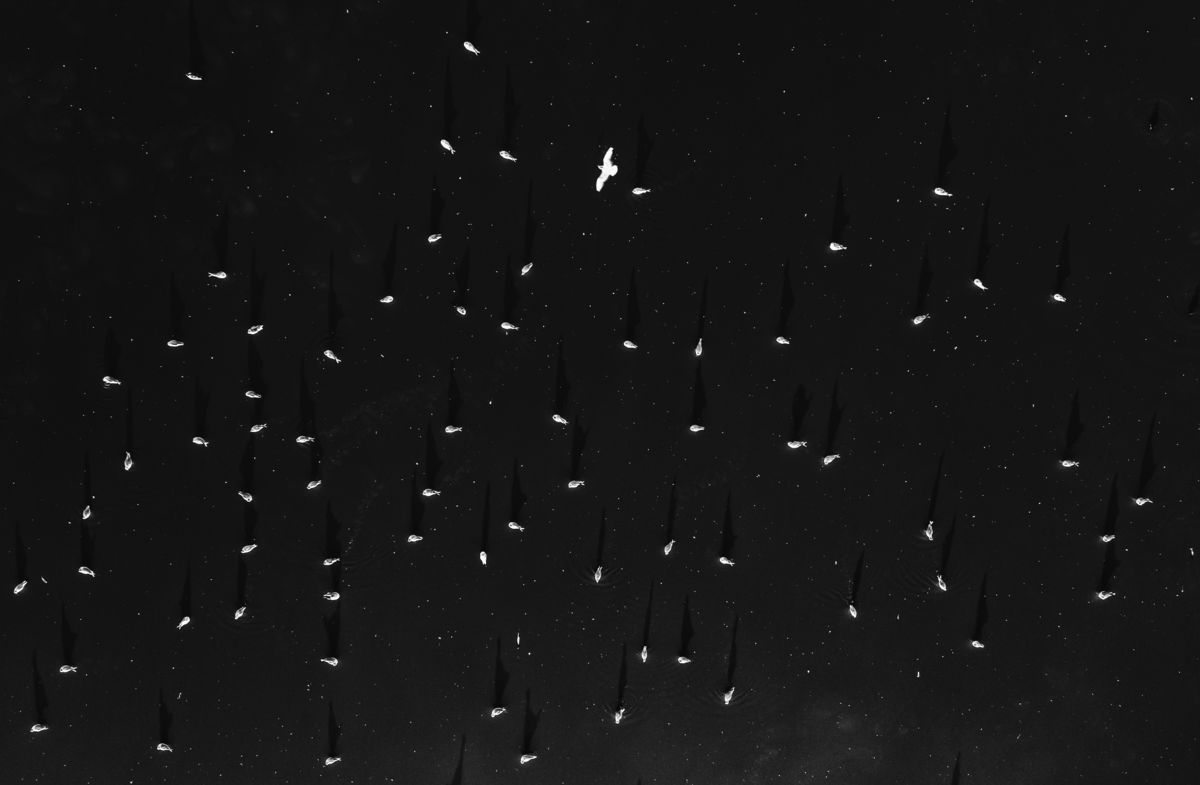 Szakolczai Krisztina