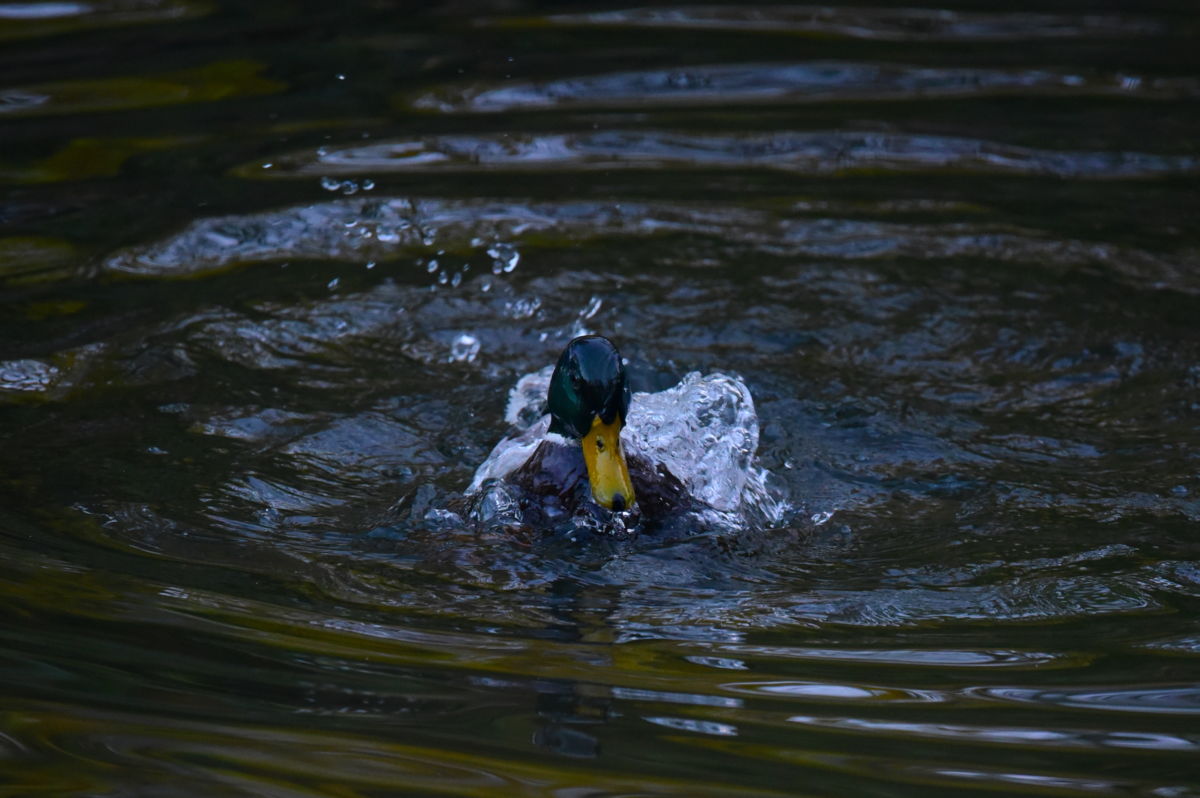 Dr. Rátkainé Kádár Andrea