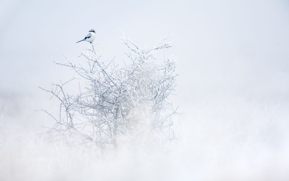 Koncz-Bisztricz Tamás