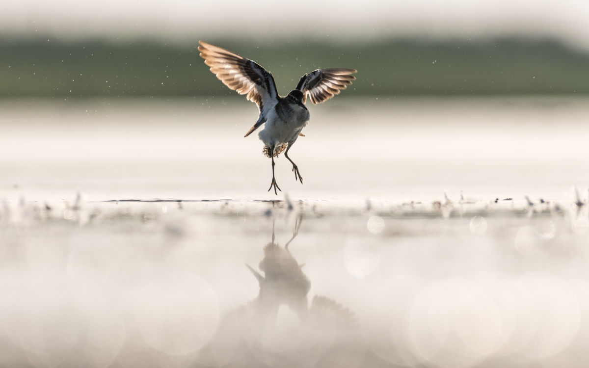 Szakolczai Krisztina