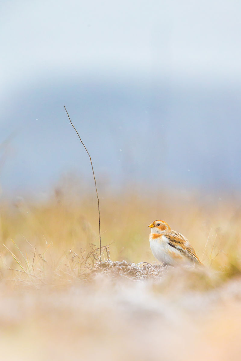 Koncz-Bisztricz Tamás