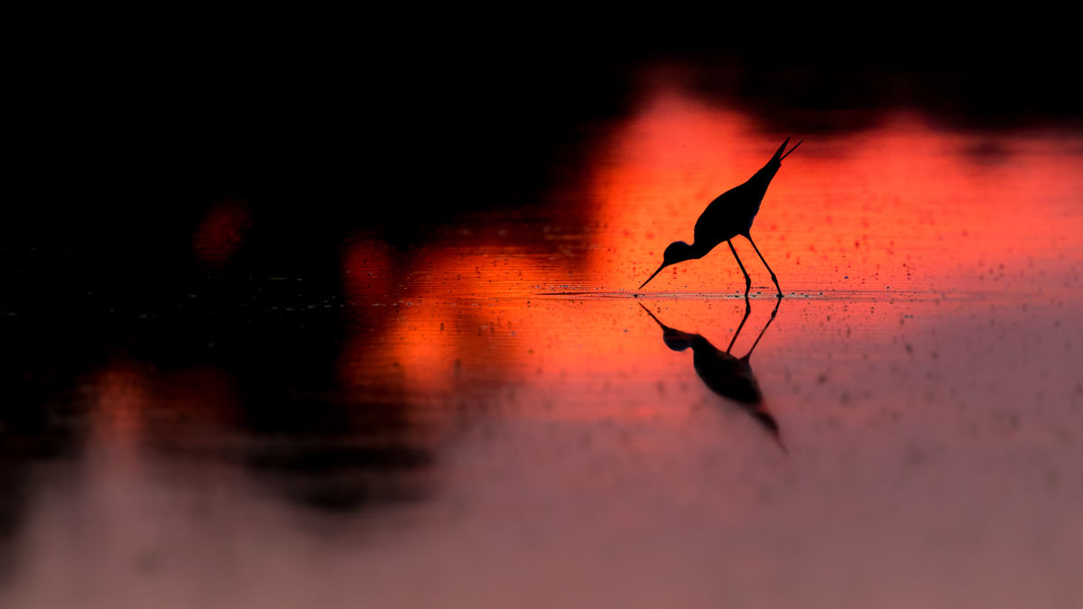 Koncz-Bisztricz Tamás